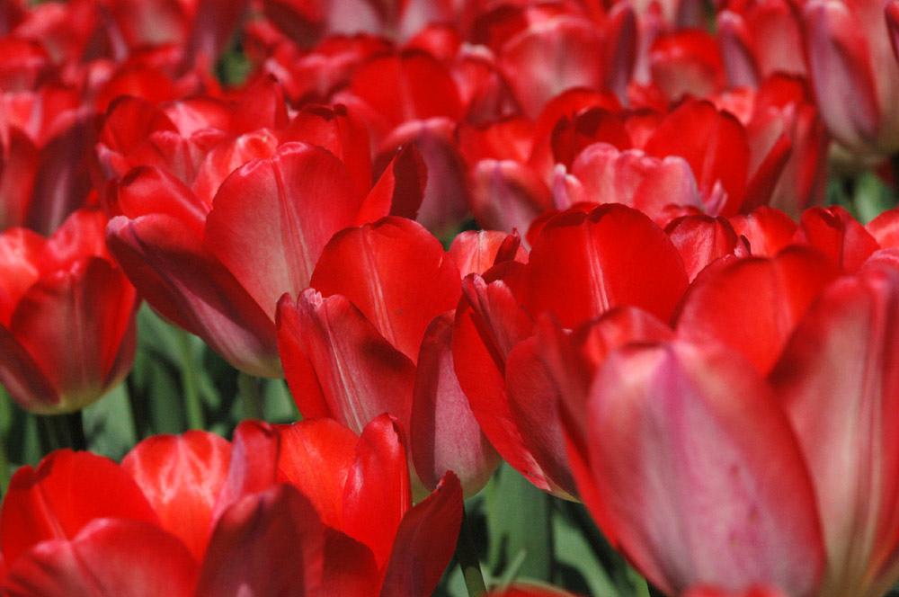 Tulpen am Lago Maggiore 2007