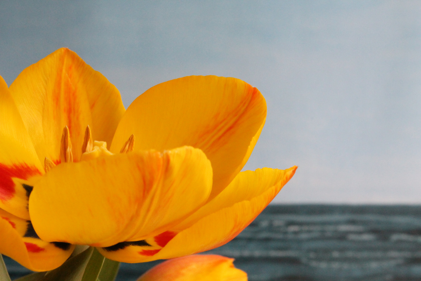 Tulpen am Meer 3