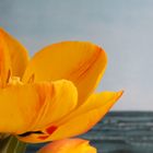 Tulpen am Meer 3