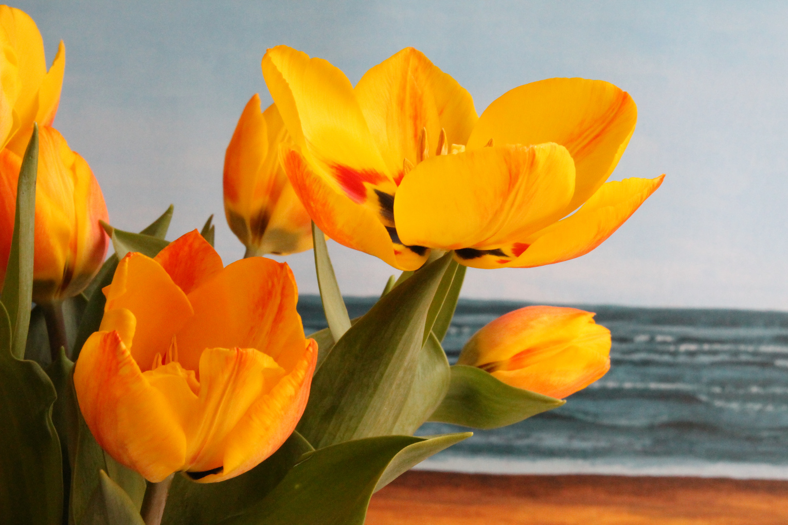 Tulpen am Meer 4