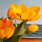 Tulpen am Meer 4