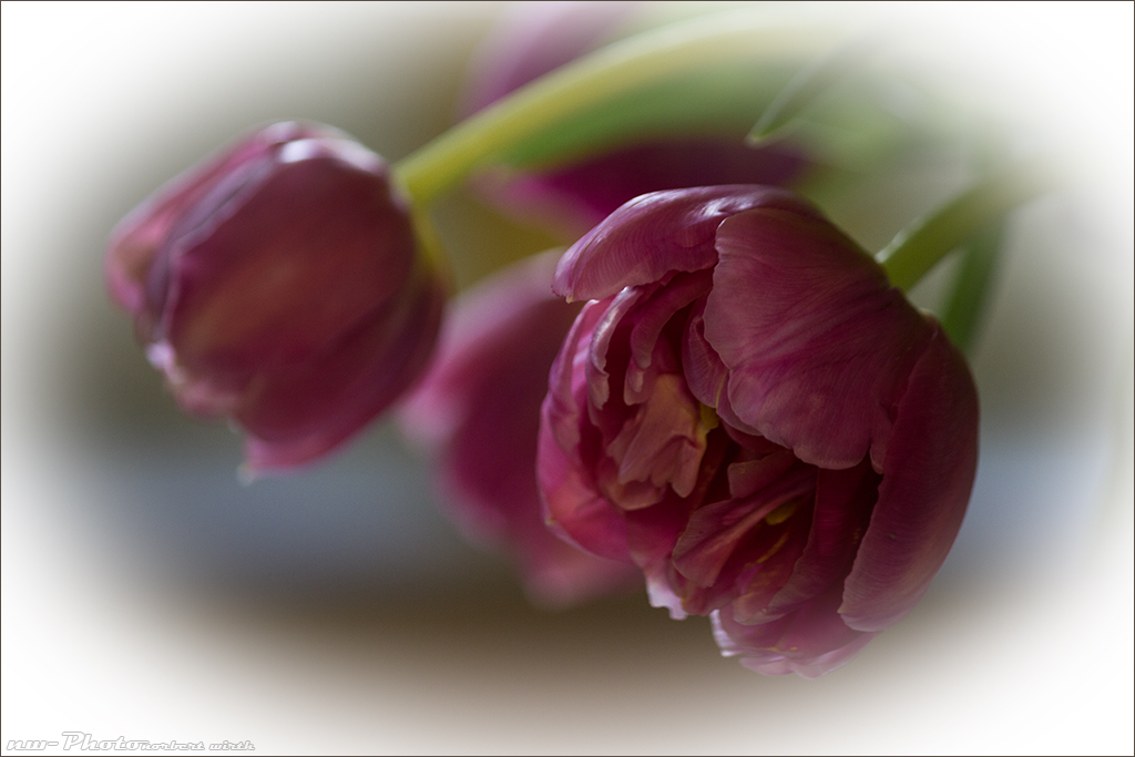 Tulpen am Mittwoch