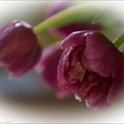 Tulpen am Mittwoch