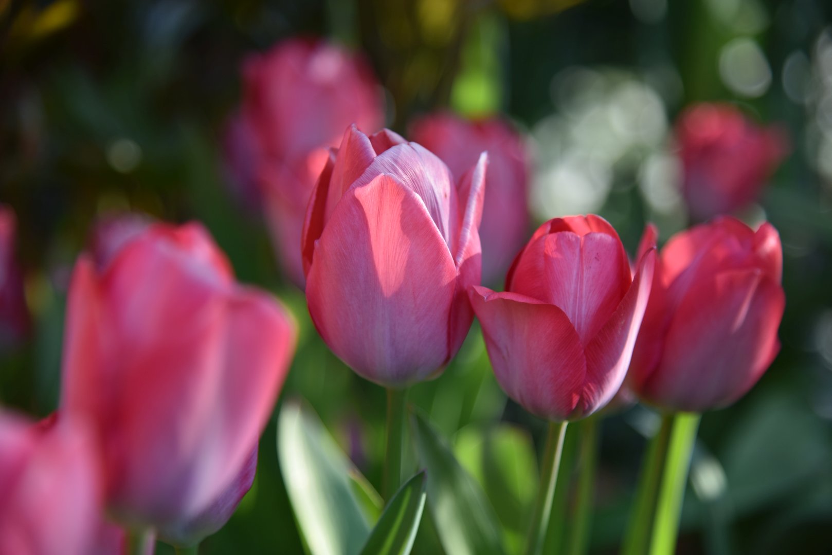 Tulpen am Morgen