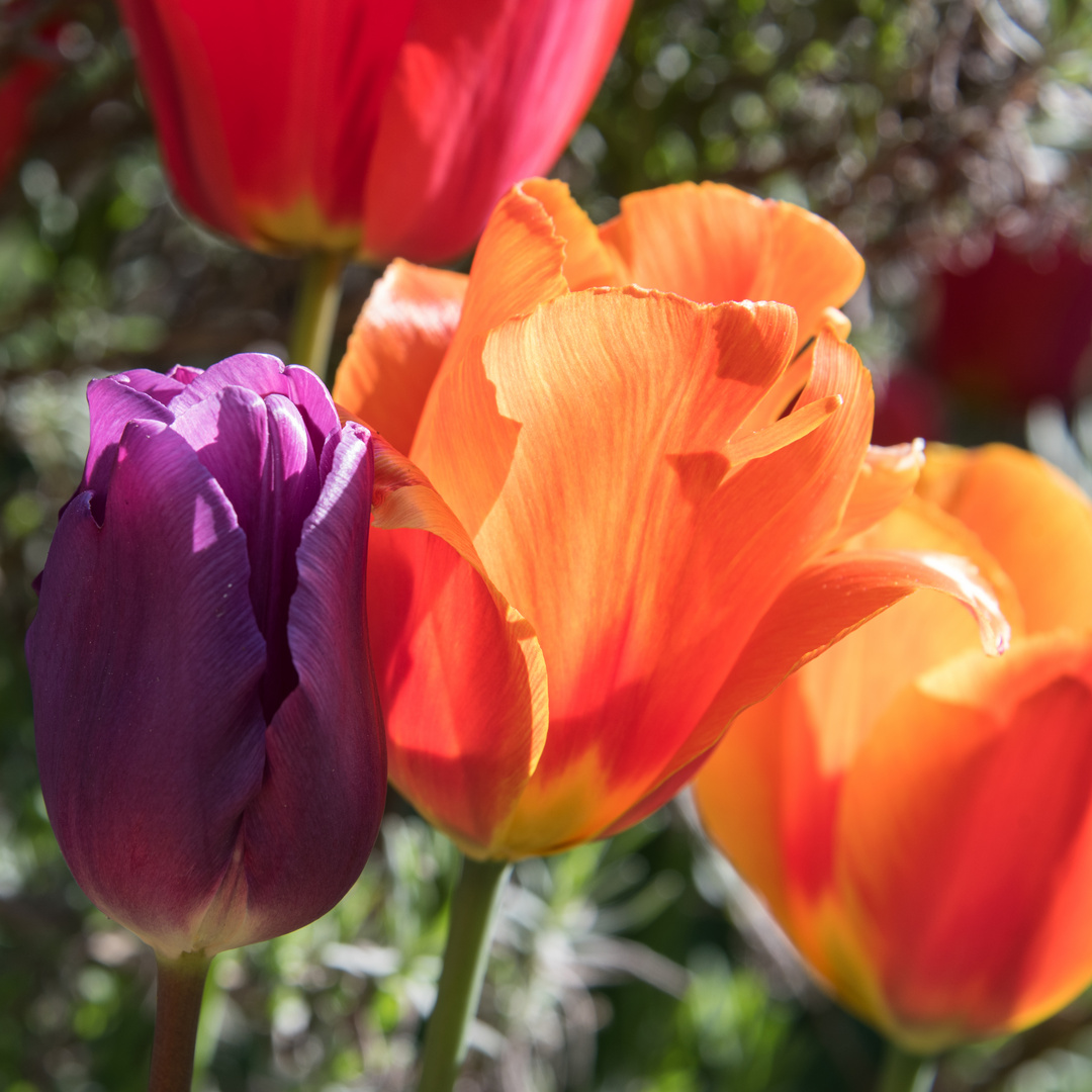 Tulpen am Morgen..