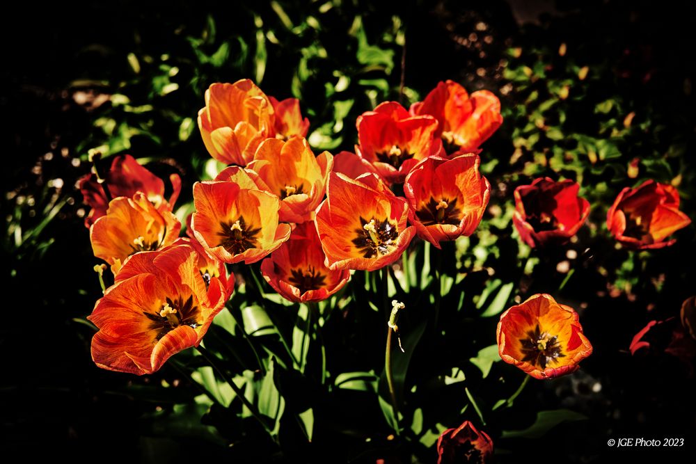 Tulpen am Mühlenwanderweg in Ottenhöfen