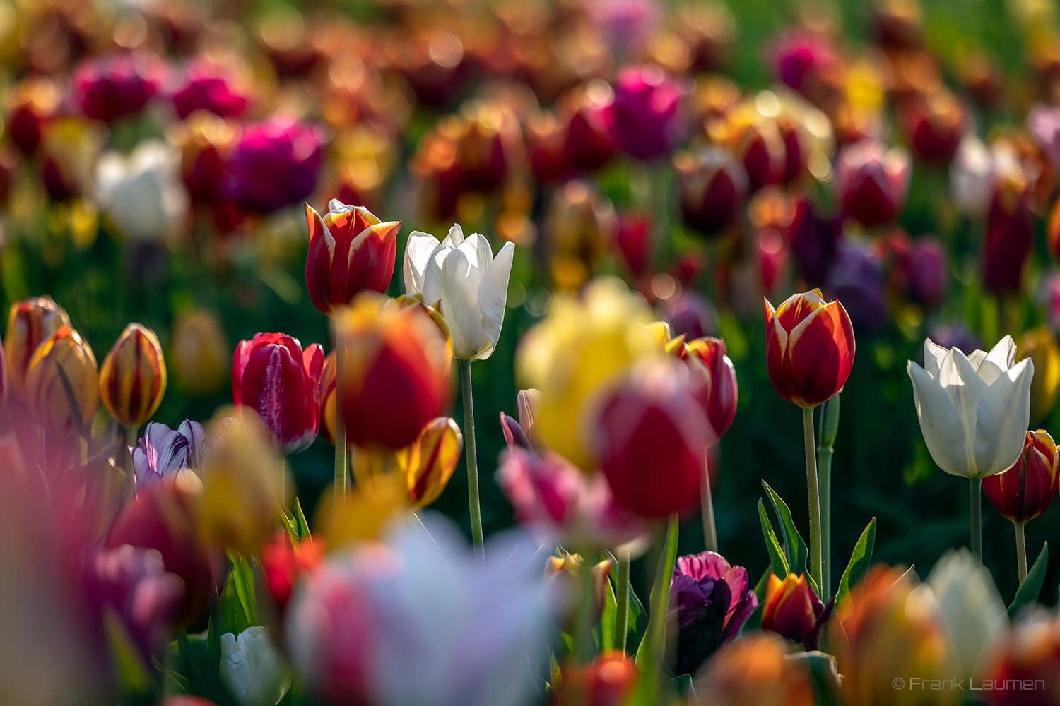 Tulpen am Niederrhein