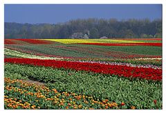 Tulpen am Niederrhein