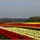 Tulpen am Niederrhein...