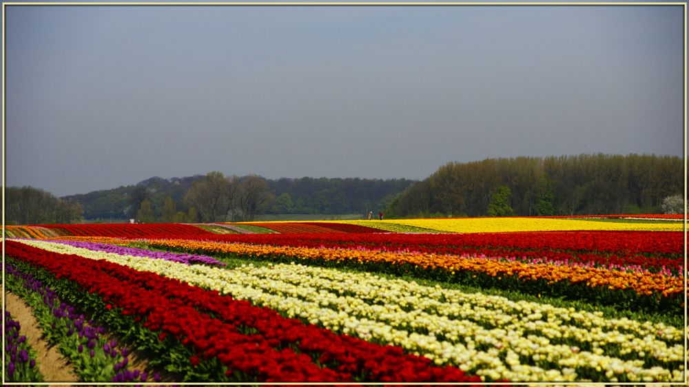 Tulpen am Niederrhein...