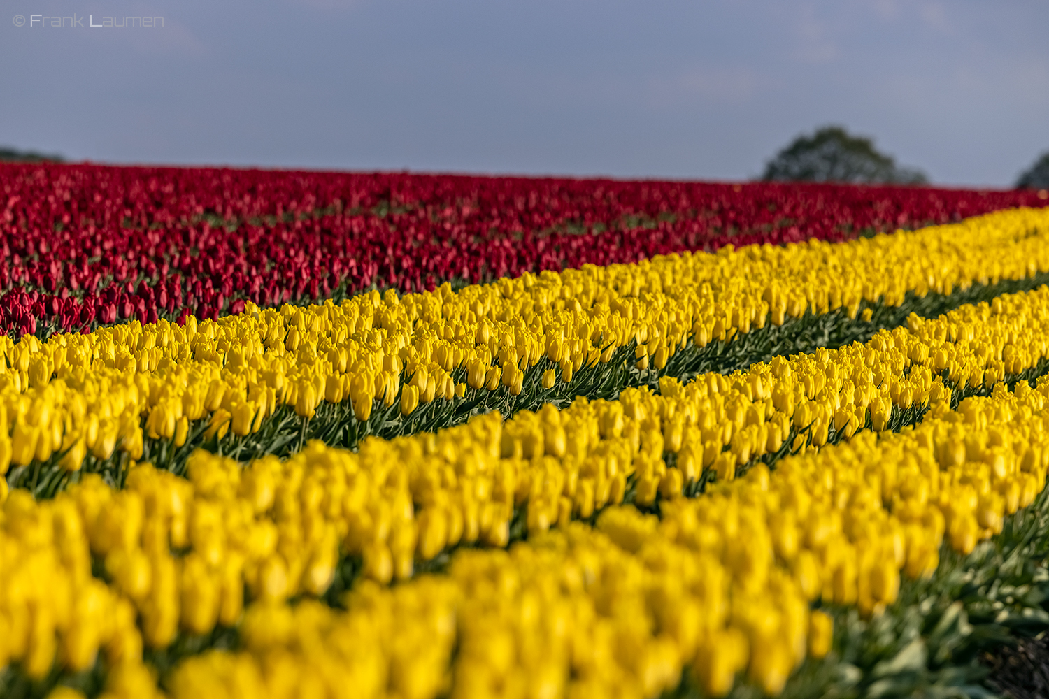 Tulpen am Niederrhein