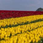 Tulpen am Niederrhein