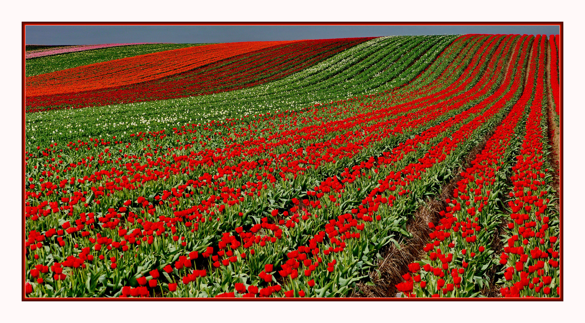 Tulpen am Niederrhein