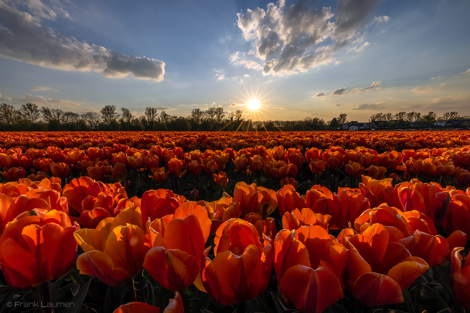 Tulpen am Niederrhein