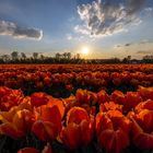 Tulpen am Niederrhein