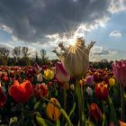 Tulpen am Niederrhein