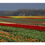 Tulpen am Niederrhein ...II