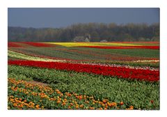 Tulpen am Niederrhein ...II