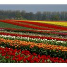 Tulpen am Niederrhein...III