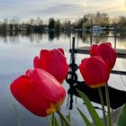 Tulpen am See (1) 