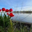 Tulpen am See (2)