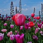 Tulpen am See