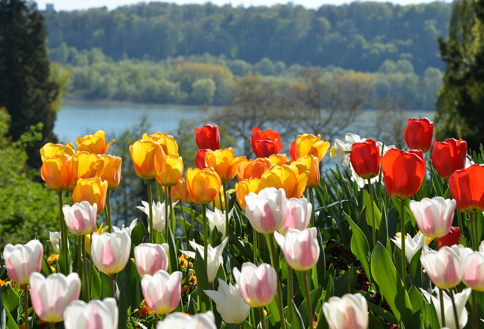 Tulpen am See