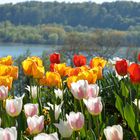 Tulpen am See