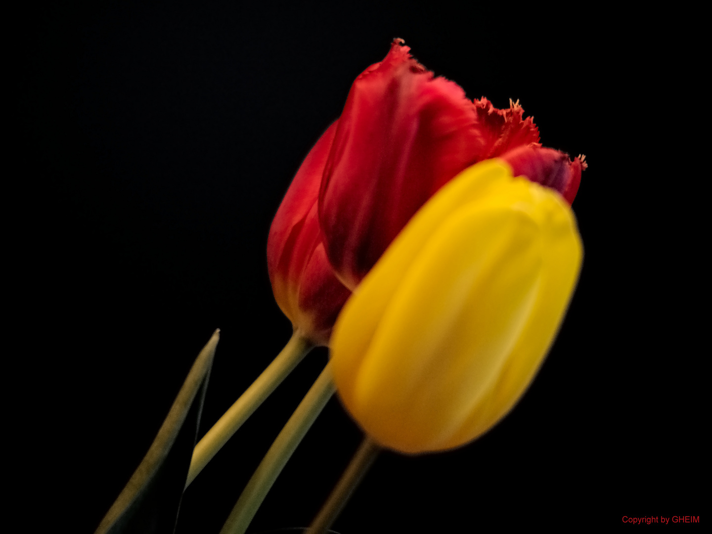 Tulpen am späten Nachmittag II