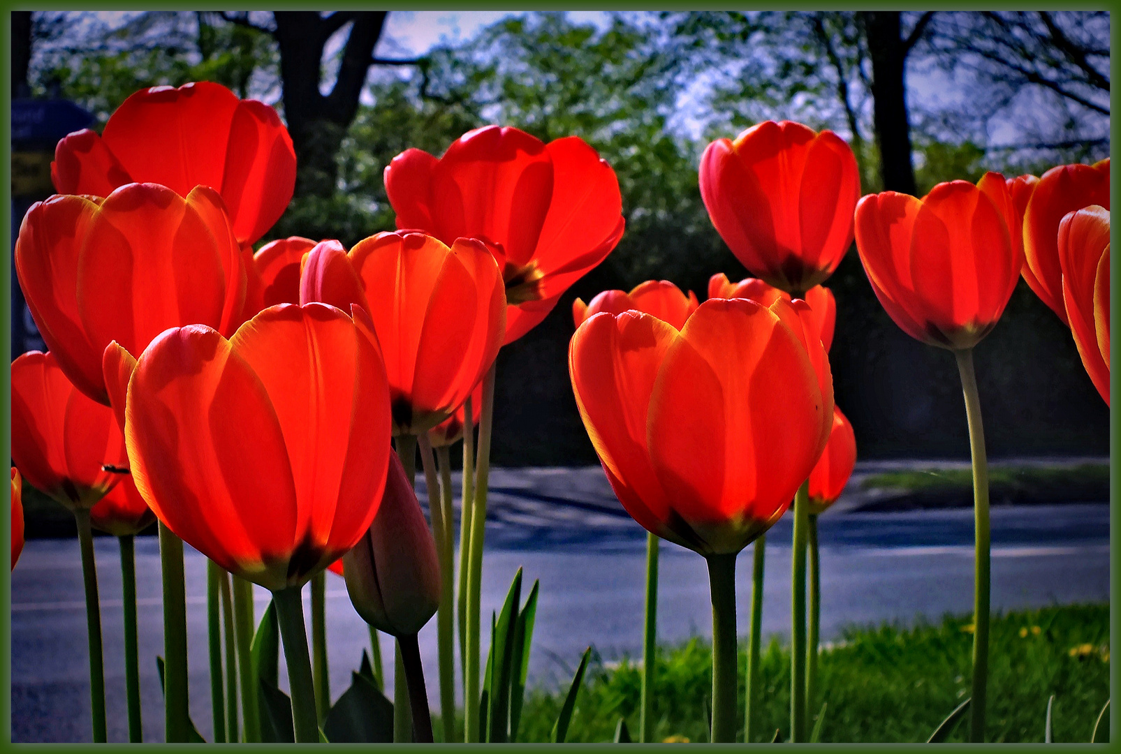 Tulpen am Strassenrand