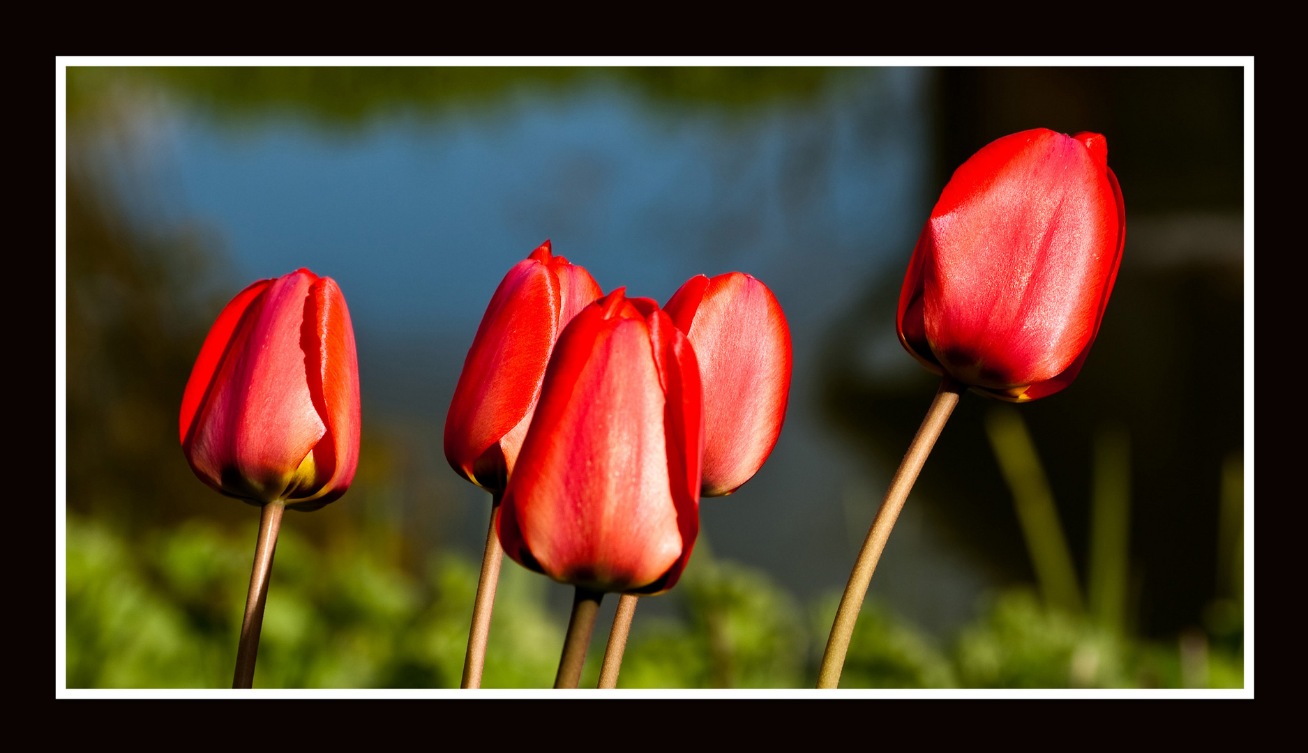 Tulpen am Teich