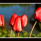 Tulpen am Teich