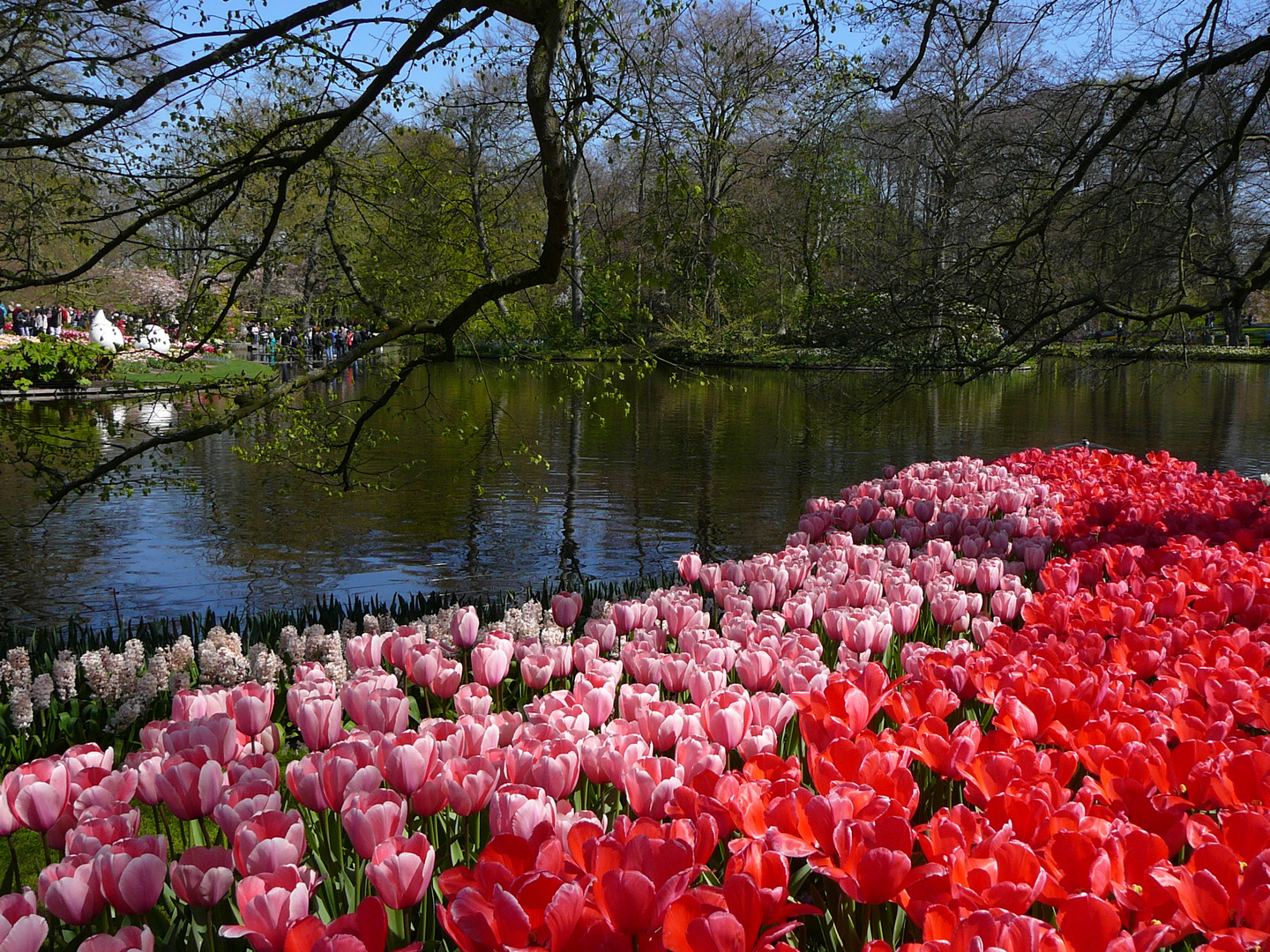 Tulpen am Teich