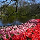 Tulpen am Teich