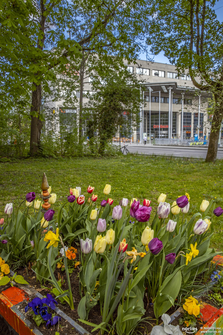 Tulpen am Vogeltor