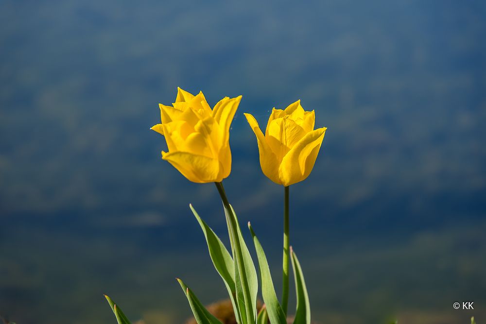 Tulpen am Wasser