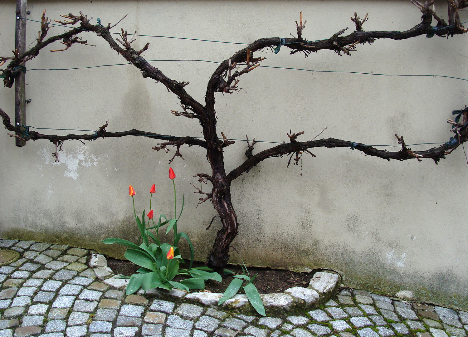 Tulpen-am-Weinstock-