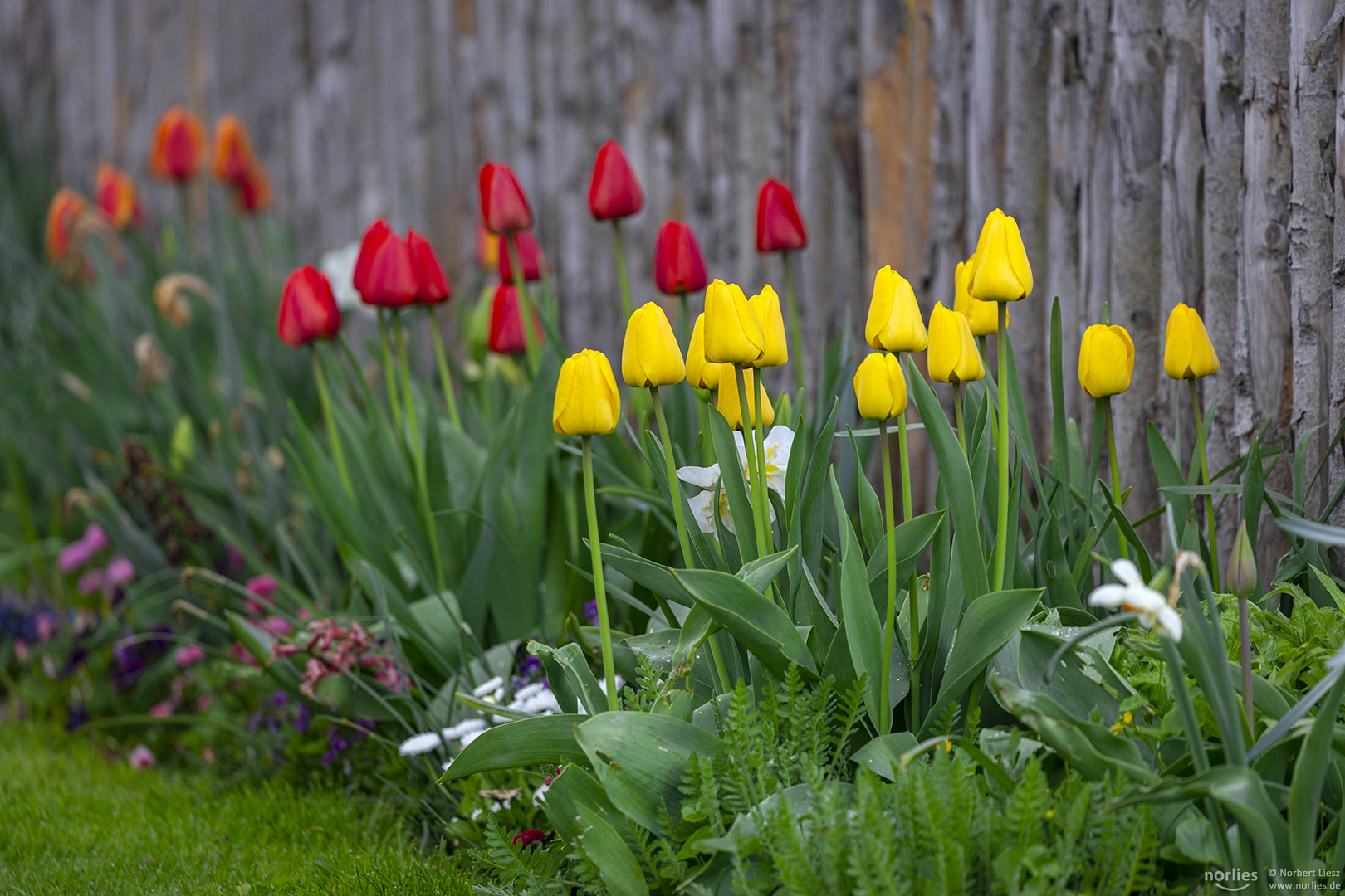 Tulpen am Zaun