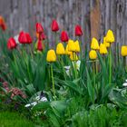 Tulpen am Zaun