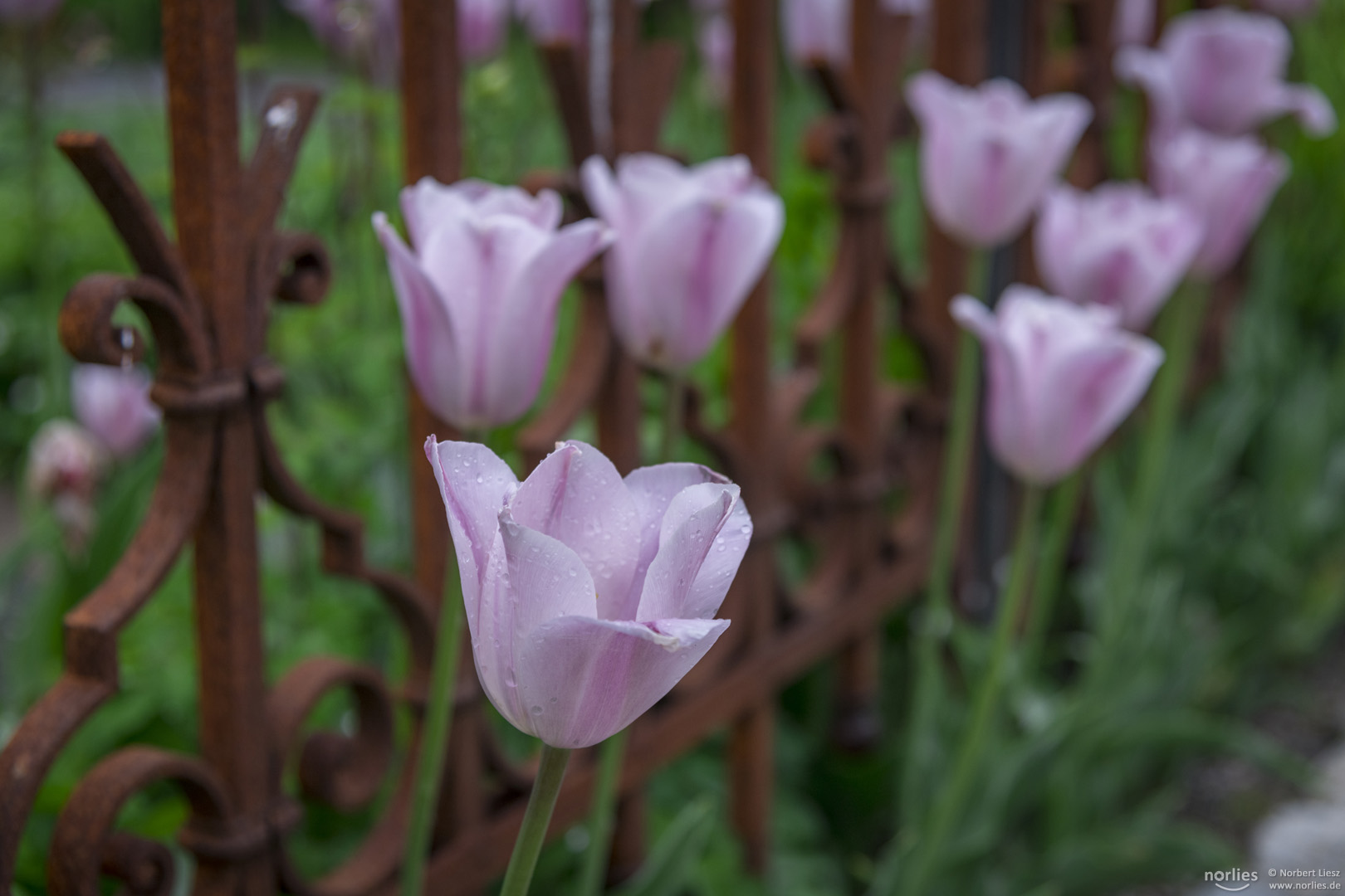 Tulpen am Zaun