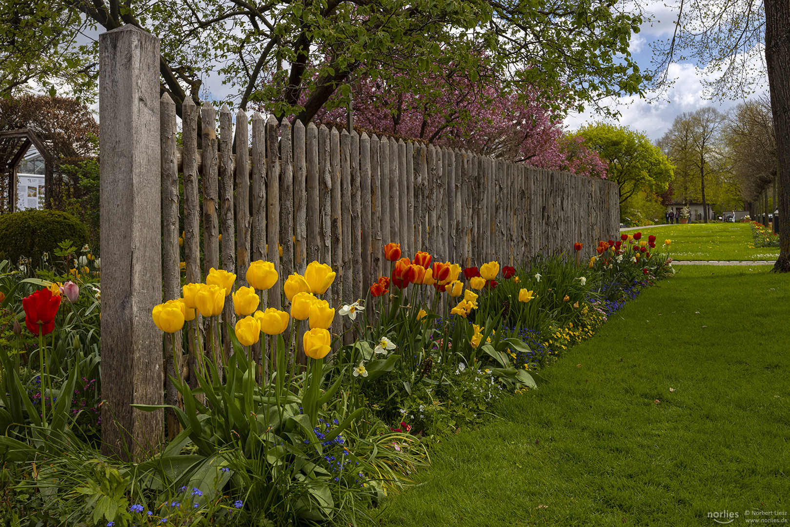 Tulpen am Zaun