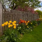 Tulpen am Zaun