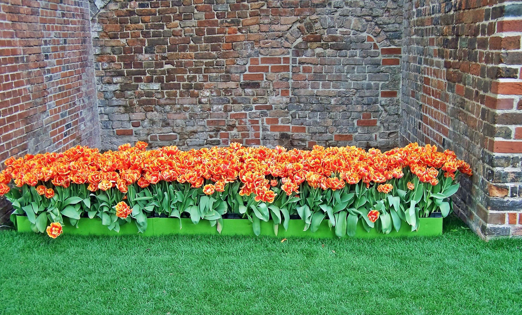 Tulpen an der Mauer