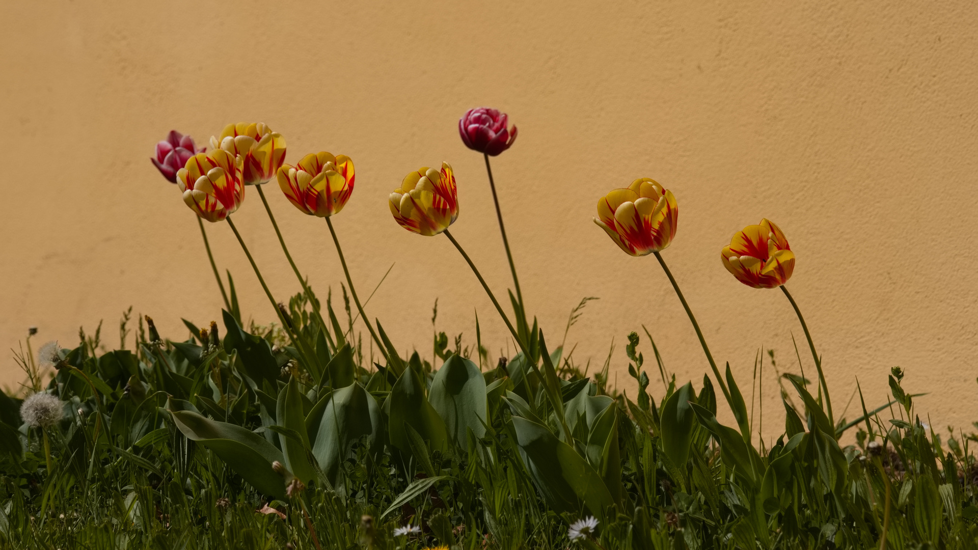 Tulpen an der Schlßmauer