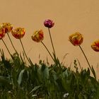 Tulpen an der Schlßmauer