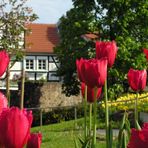 Tulpen an der Stadtmauer