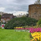 Tulpen an der Stadtmauer