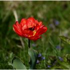 Tulpen an der Stadtmauer in Hattingen.