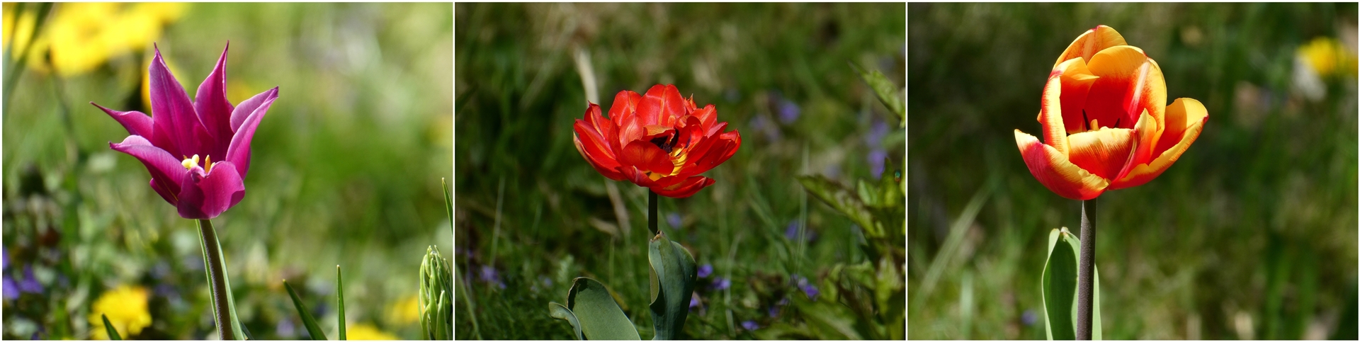 Tulpen an der Stadtmauer in Hattingen.