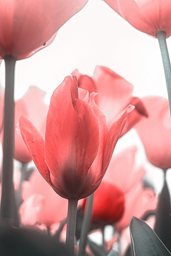 Tulpen an der Wasserkunst in Gotha